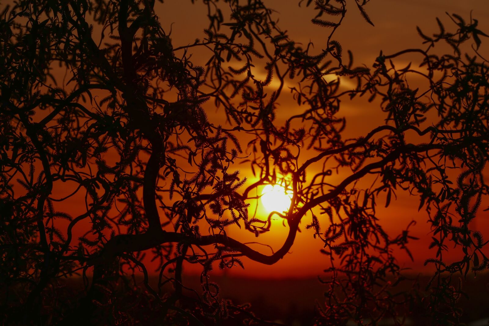 Panasonic Lumix DMC-FZ1000 sample photo. Sunset, corkscrew willow, tree photography
