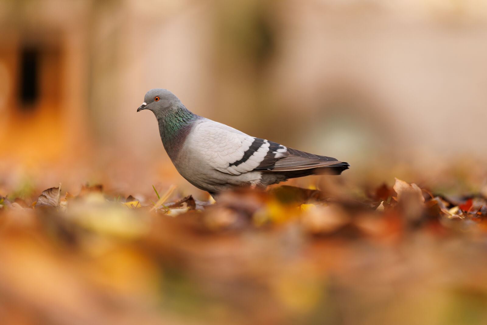 Canon EOS R1 sample photo. Hasty pigeon photography