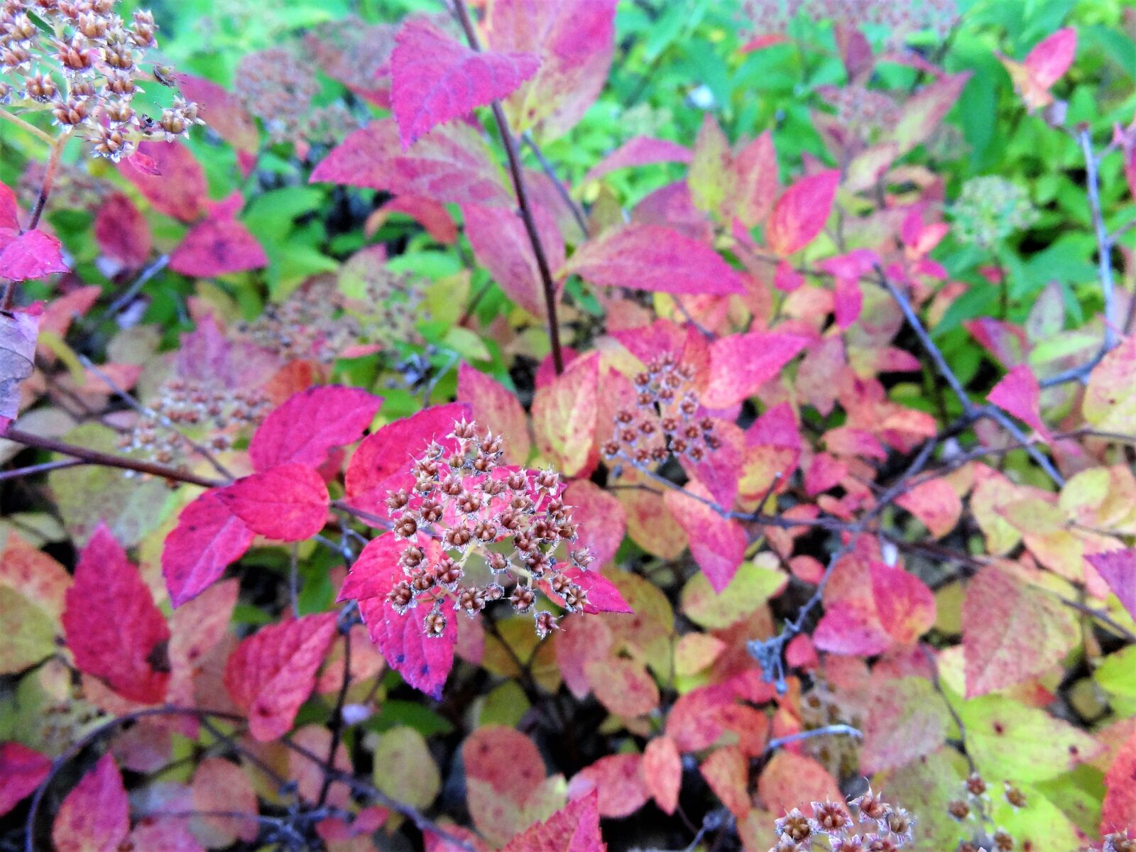 Sony Cyber-shot DSC-HX9V sample photo. Nature, colors, autumn photography