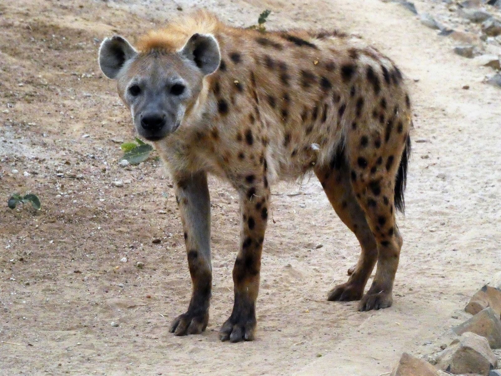 Panasonic Lumix DC-FZ80 (Lumix DC-FZ82) sample photo. Hyena, spotted, crocuta crocuta photography
