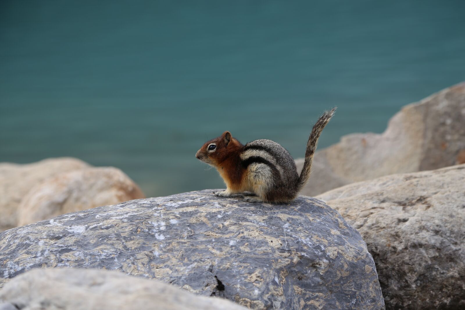 Canon EOS 6D + Canon EF 24-105mm F4L IS USM sample photo. Squirrel, clean console memory photography