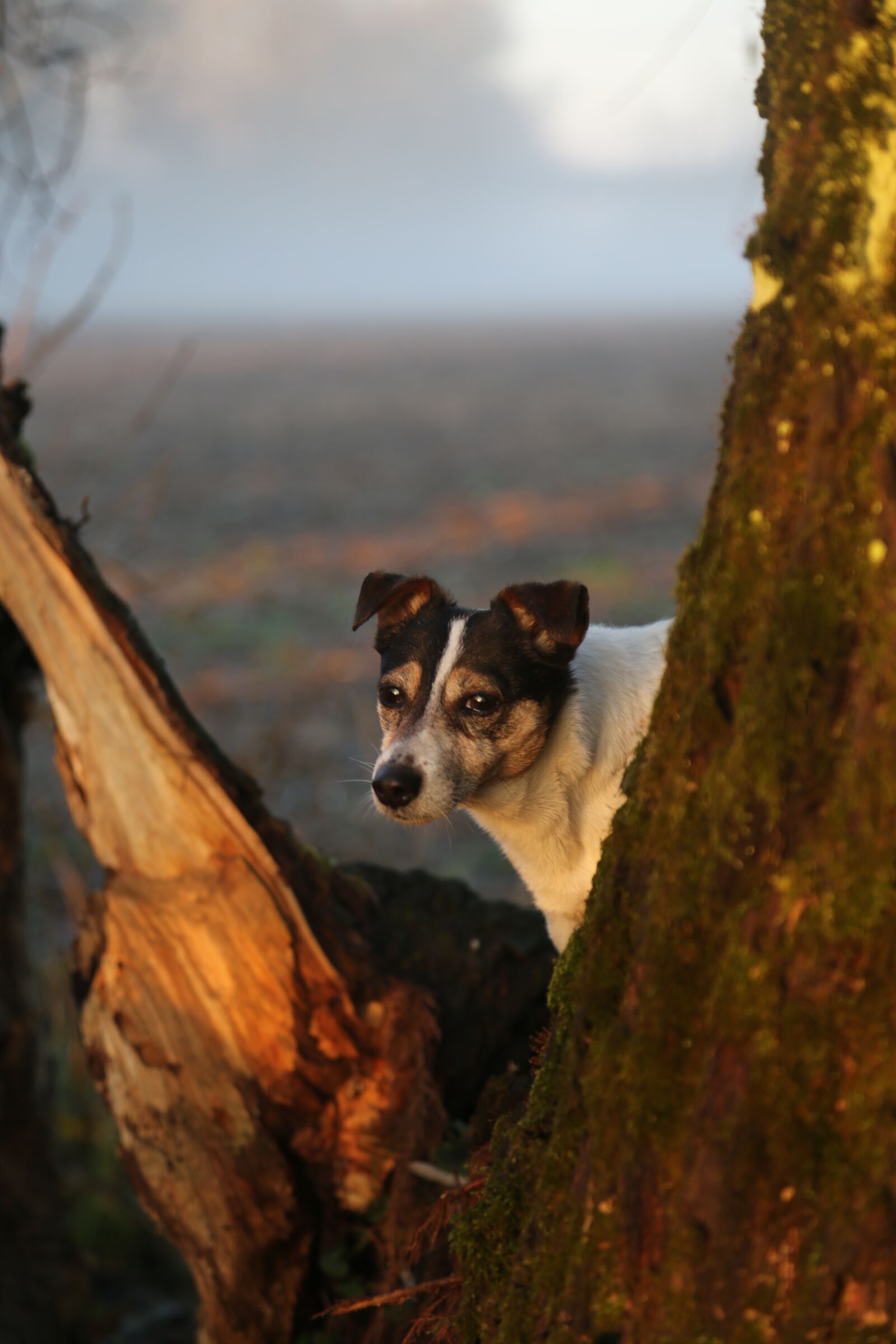 Canon EF 24-105mm F4L IS USM sample photo. Dog, jack russel, animal photography
