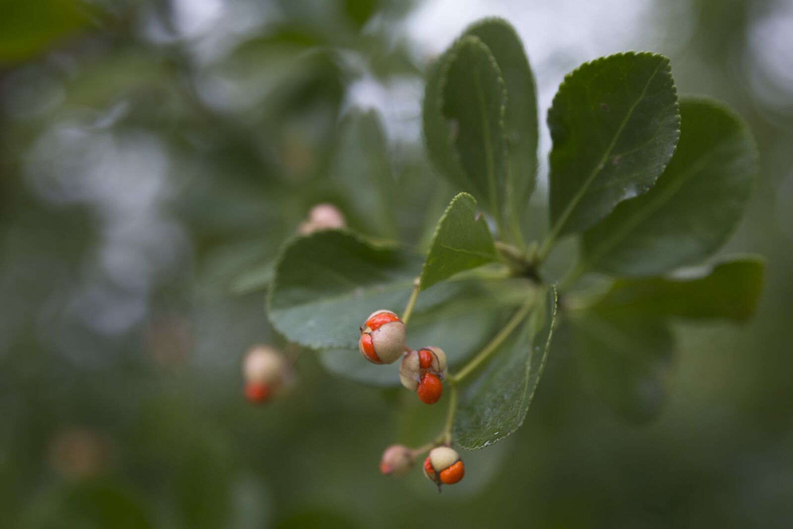 Canon EOS 6D sample photo. Berry, fruit, seed photography