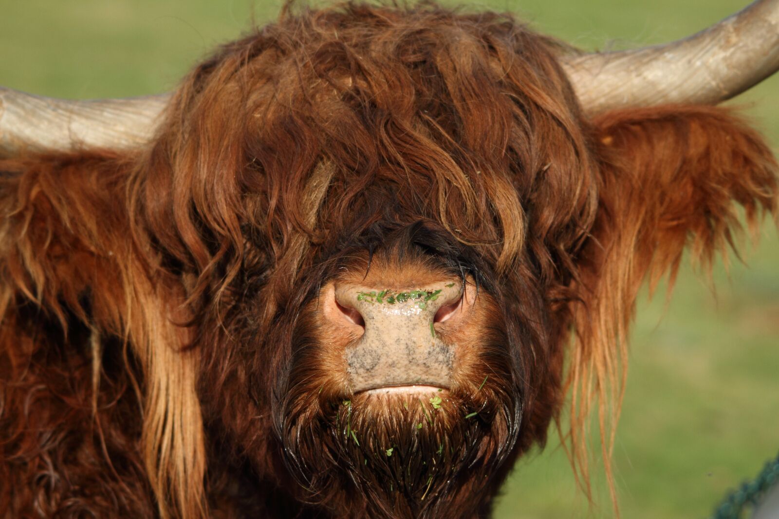 Canon EOS 7D sample photo. Yak, animal, beef photography