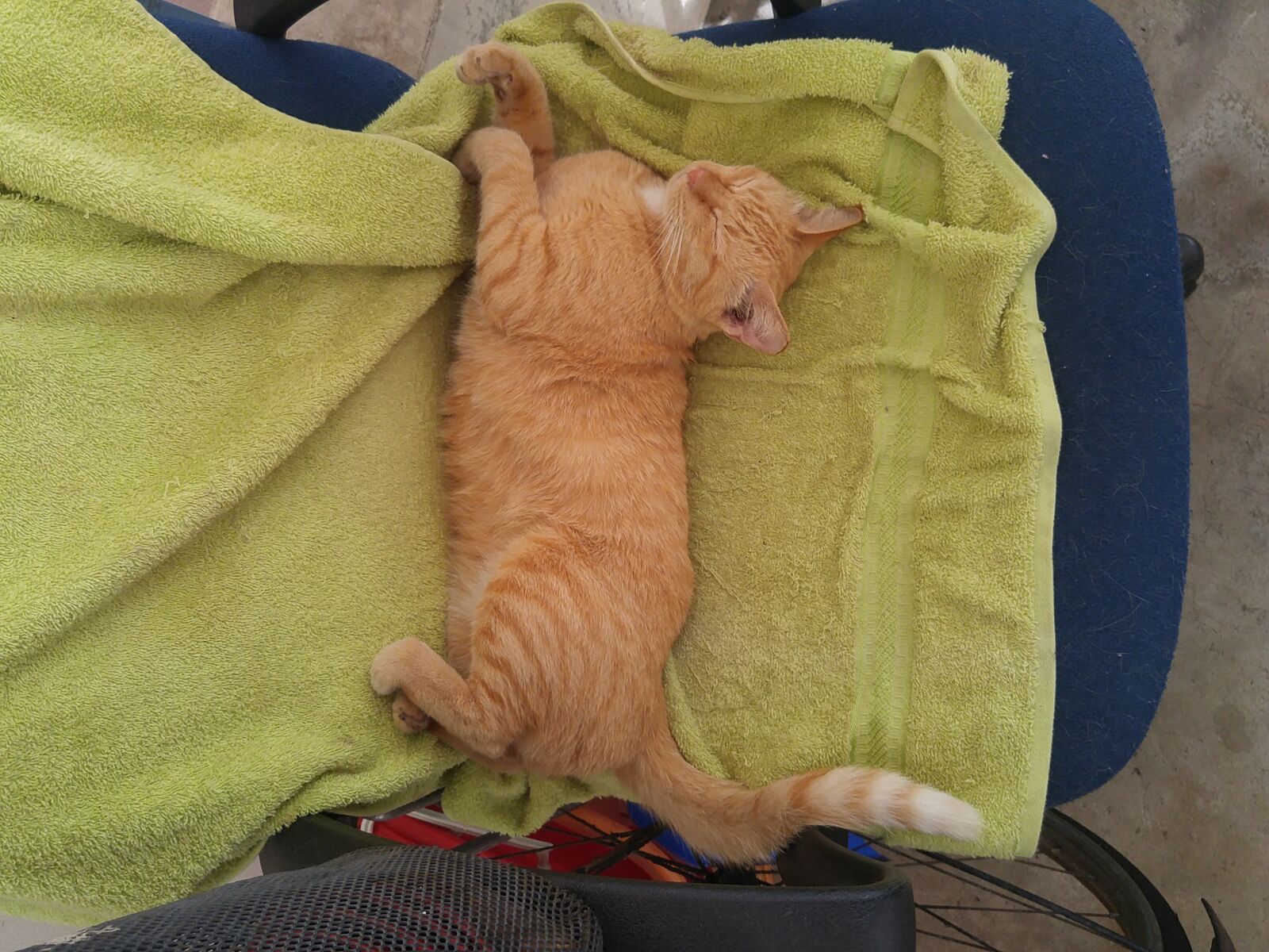 LG G4 sample photo. Animal, cat, stray photography