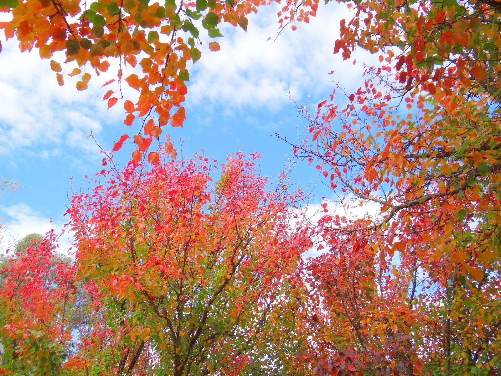 Sony DSC-HX200V sample photo. Autumn, fall, tree photography