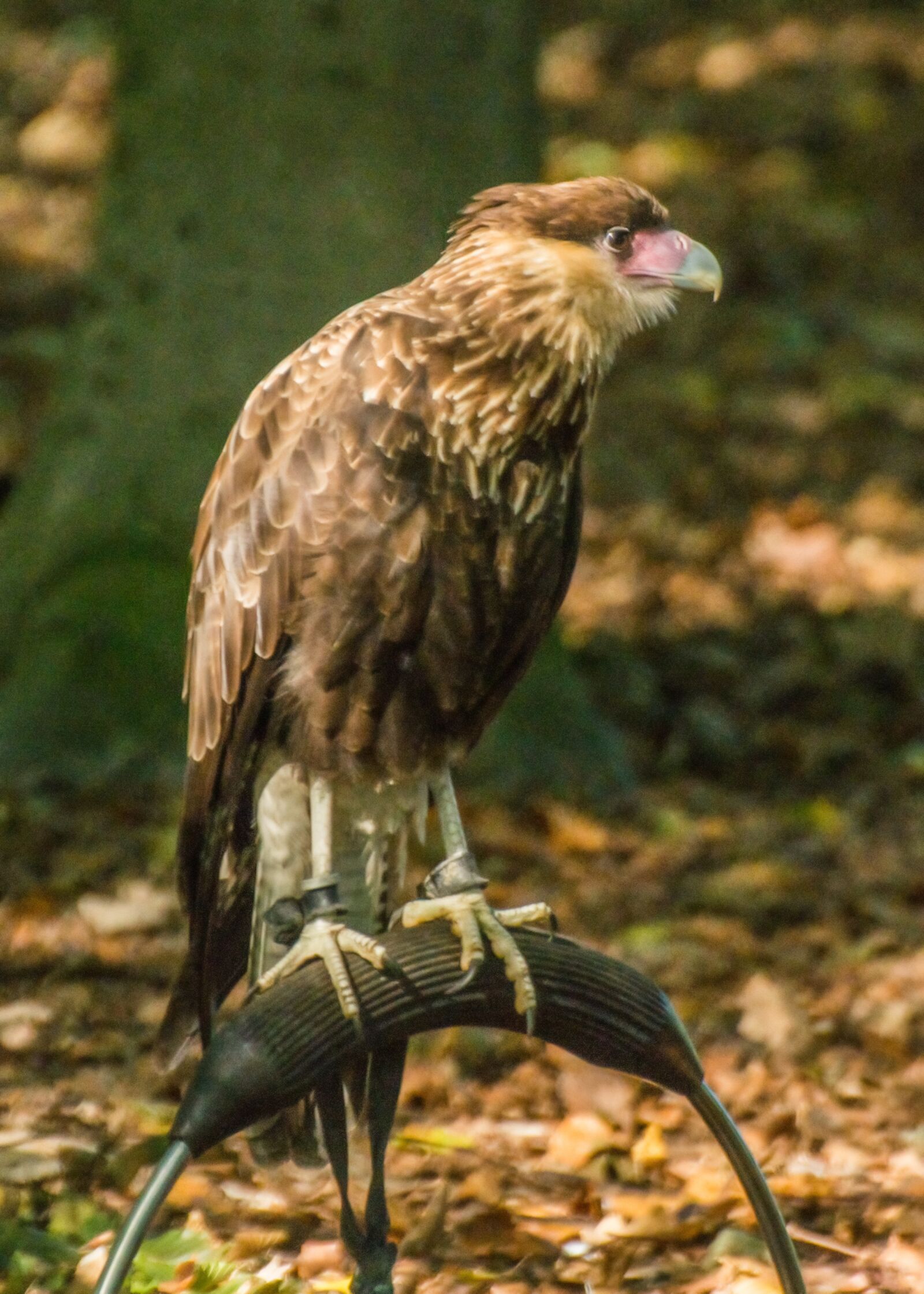 Nikon D7100 sample photo. Bird of prey, nature photography