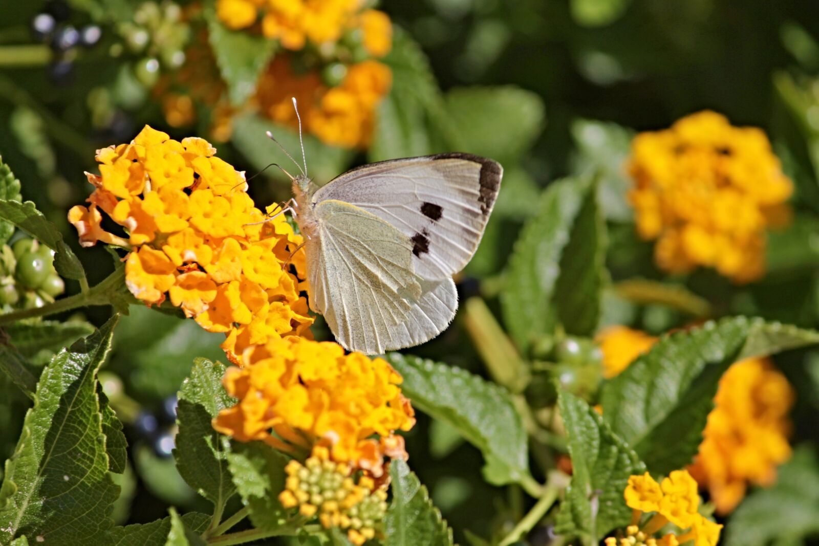 Canon EOS 1100D (EOS Rebel T3 / EOS Kiss X50) sample photo. White, white ling, butterflies photography