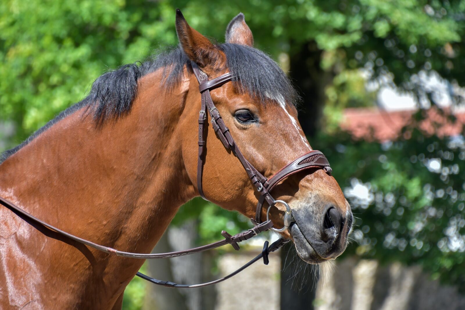 Nikon D500 sample photo. Horse, head, profile photography