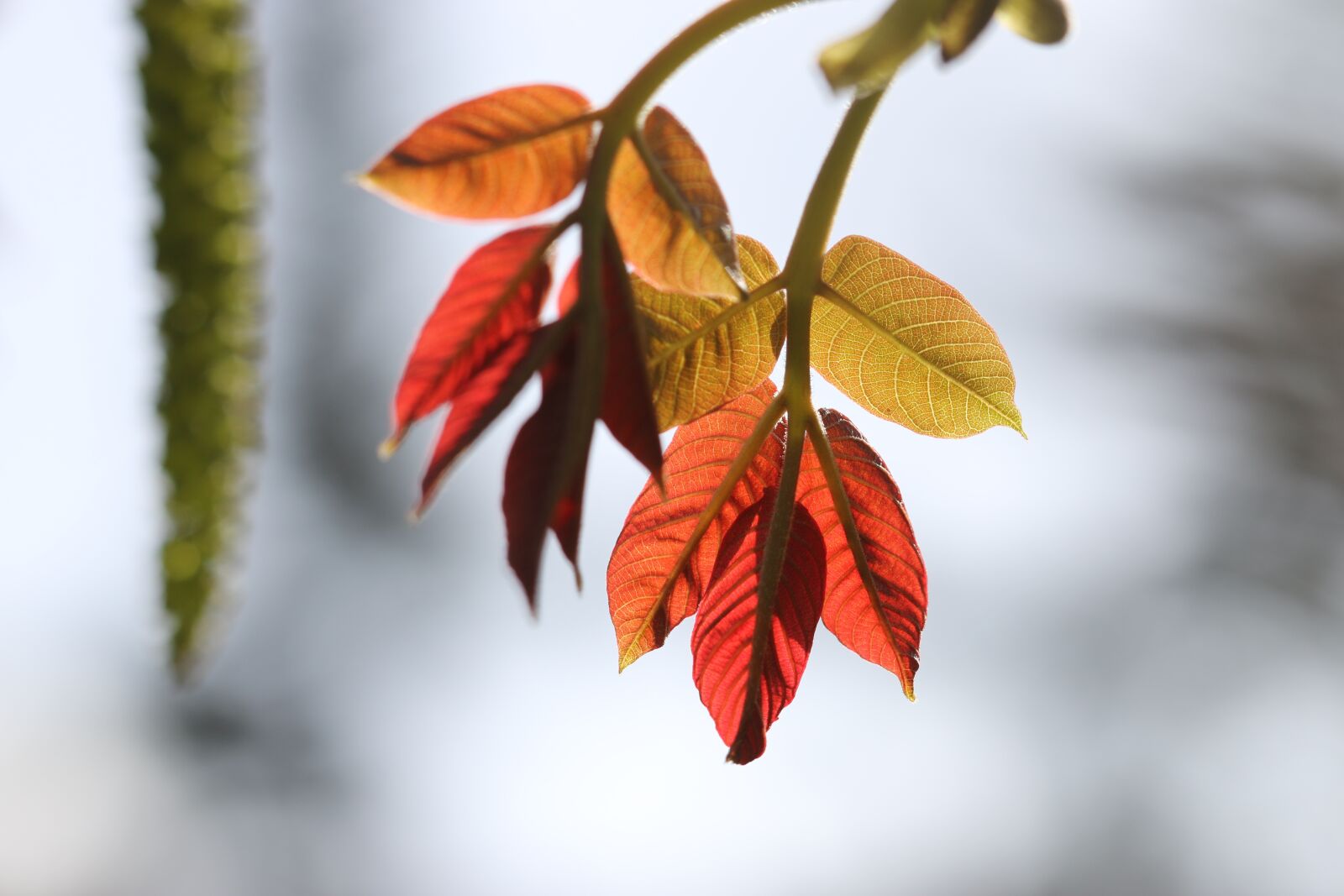 Canon EOS 70D + Canon EF 100mm F2.8 Macro USM sample photo. Green, flower, garden photography