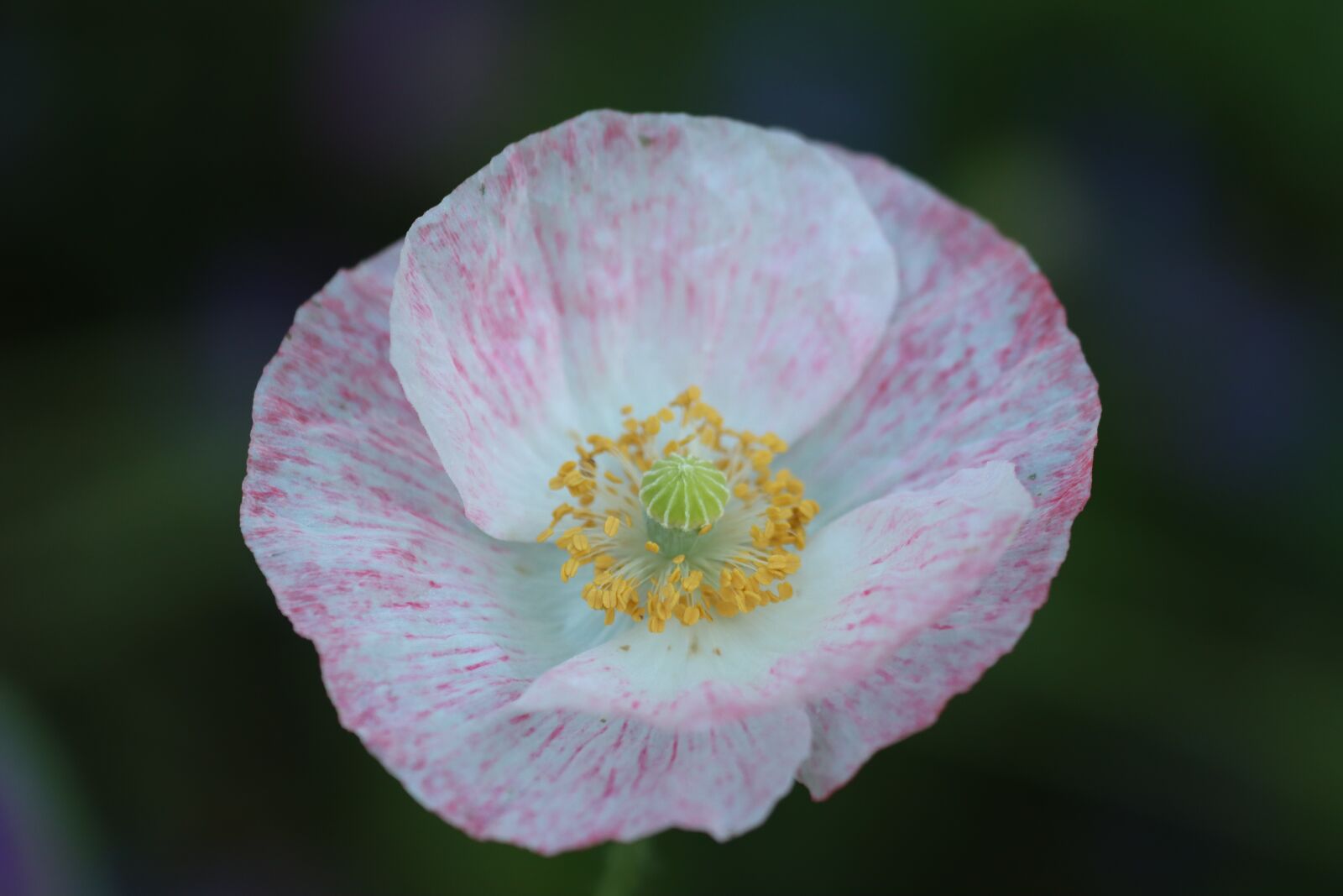 Canon EF 180mm F3.5L Macro USM sample photo. Flower, petals, poppy photography