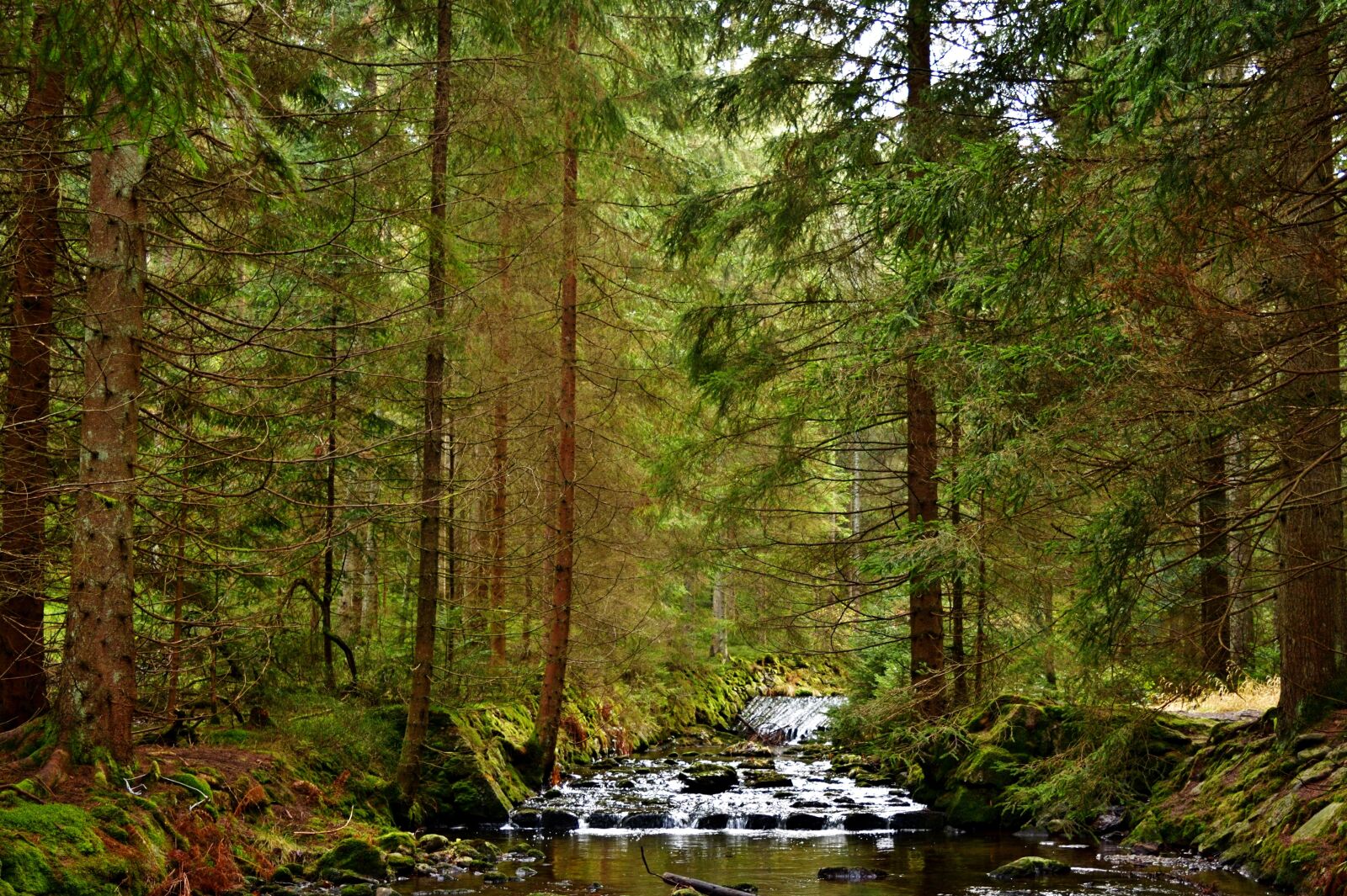 Nikon D5200 sample photo. Forest, nature, river photography