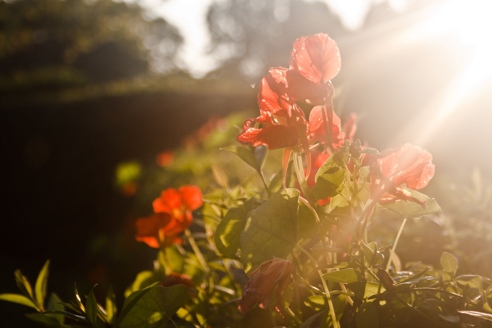 Canon EF-S 18-55mm F3.5-5.6 II sample photo. Red, flowers, sunset, light photography