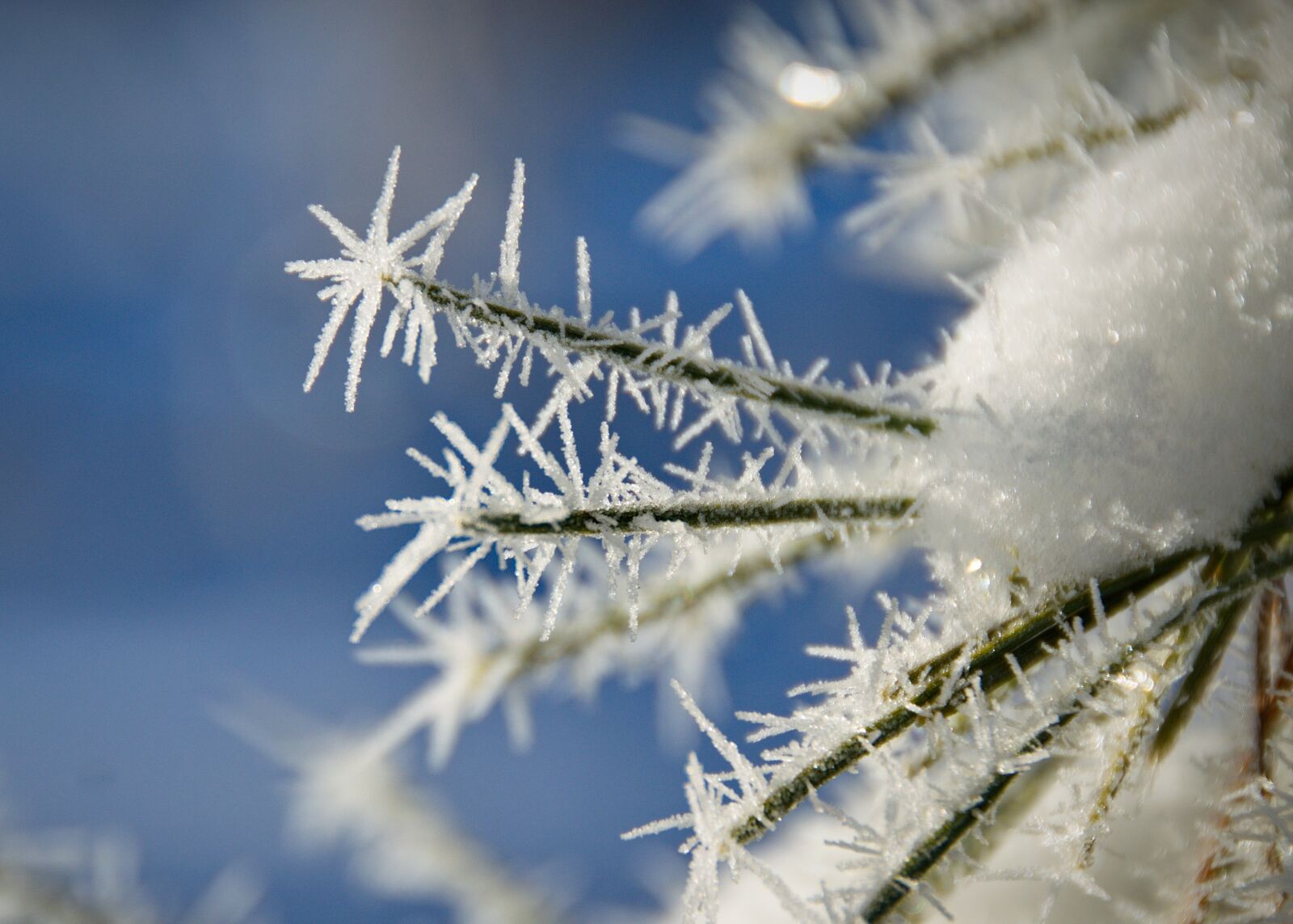 Nikon D3100 sample photo. Leann, frost, spruce photography