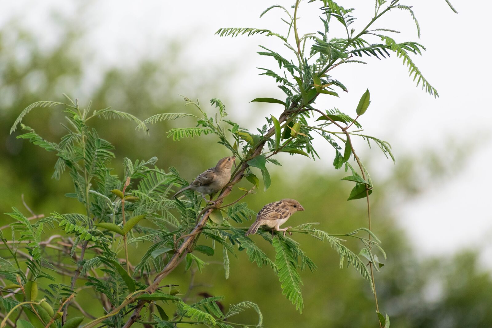 Nikon D3300 sample photo. Sparrows, tree branch, bird photography