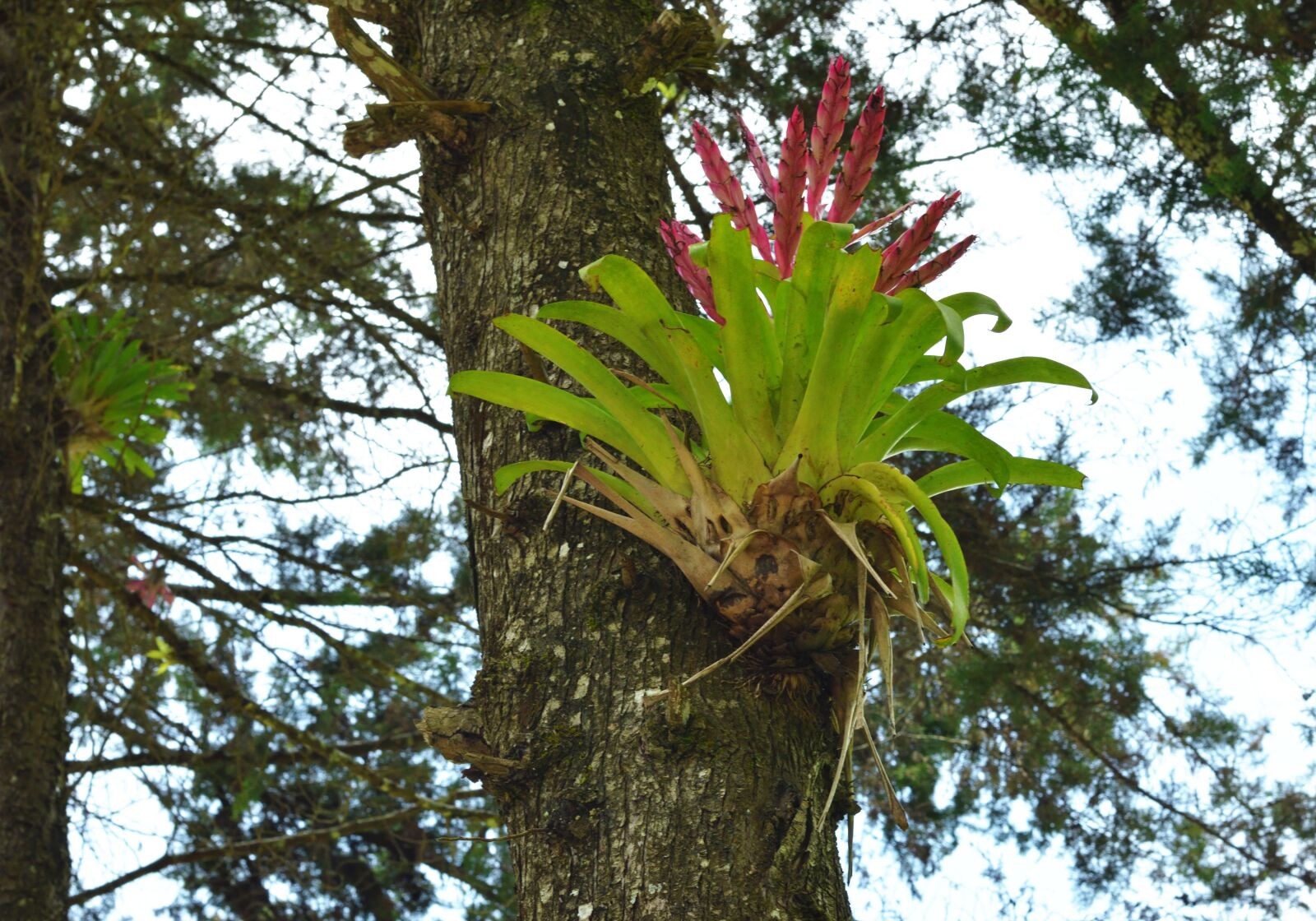 Nikon D3200 sample photo. Nature, forest, tree photography