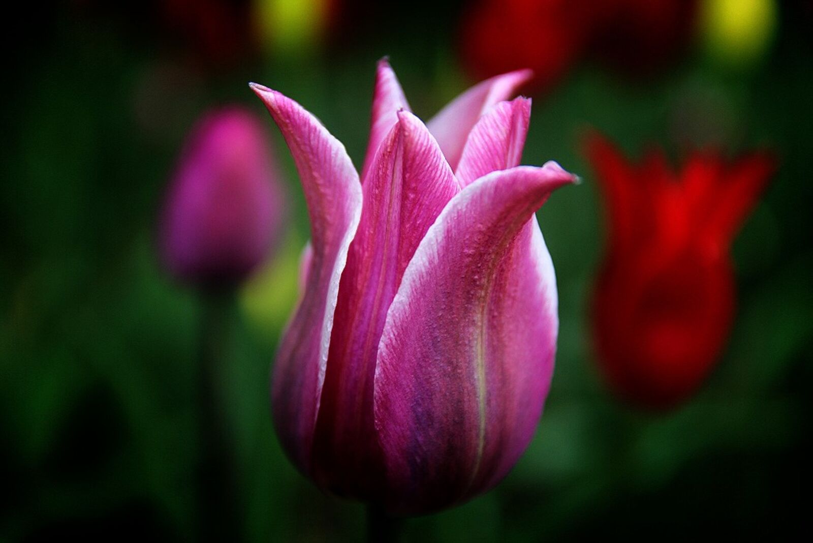 Canon EOS 60D sample photo. Tulip, season, flowers photography