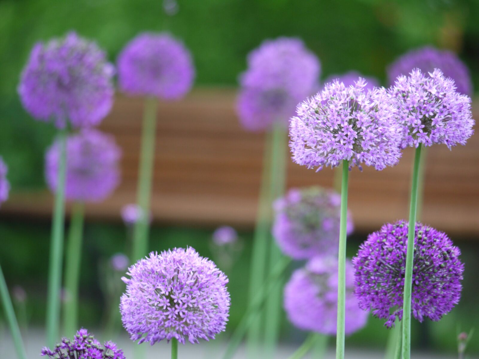 Panasonic Lumix DMC-G1 sample photo. Riesen, leek, flowers photography