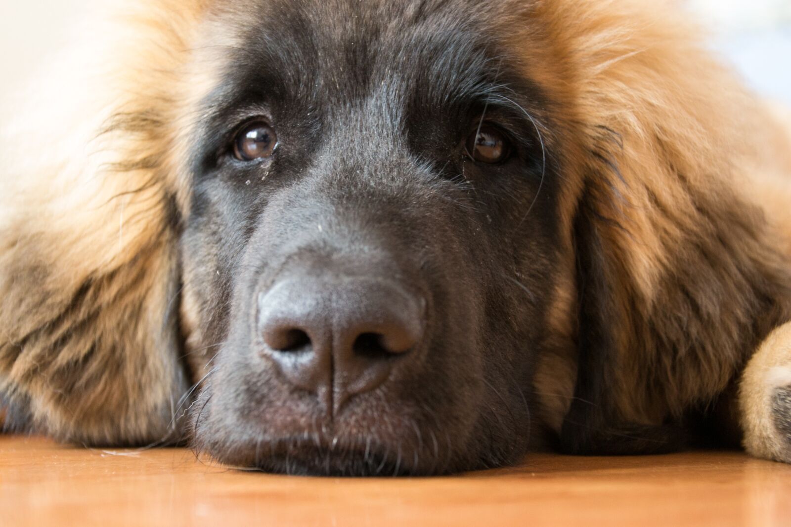 Nikon D3100 sample photo. Dog, puppy, leonberger photography