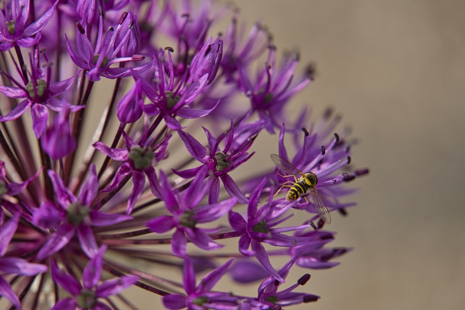 Sony a6400 sample photo. Ornamental onion, purple, bee photography