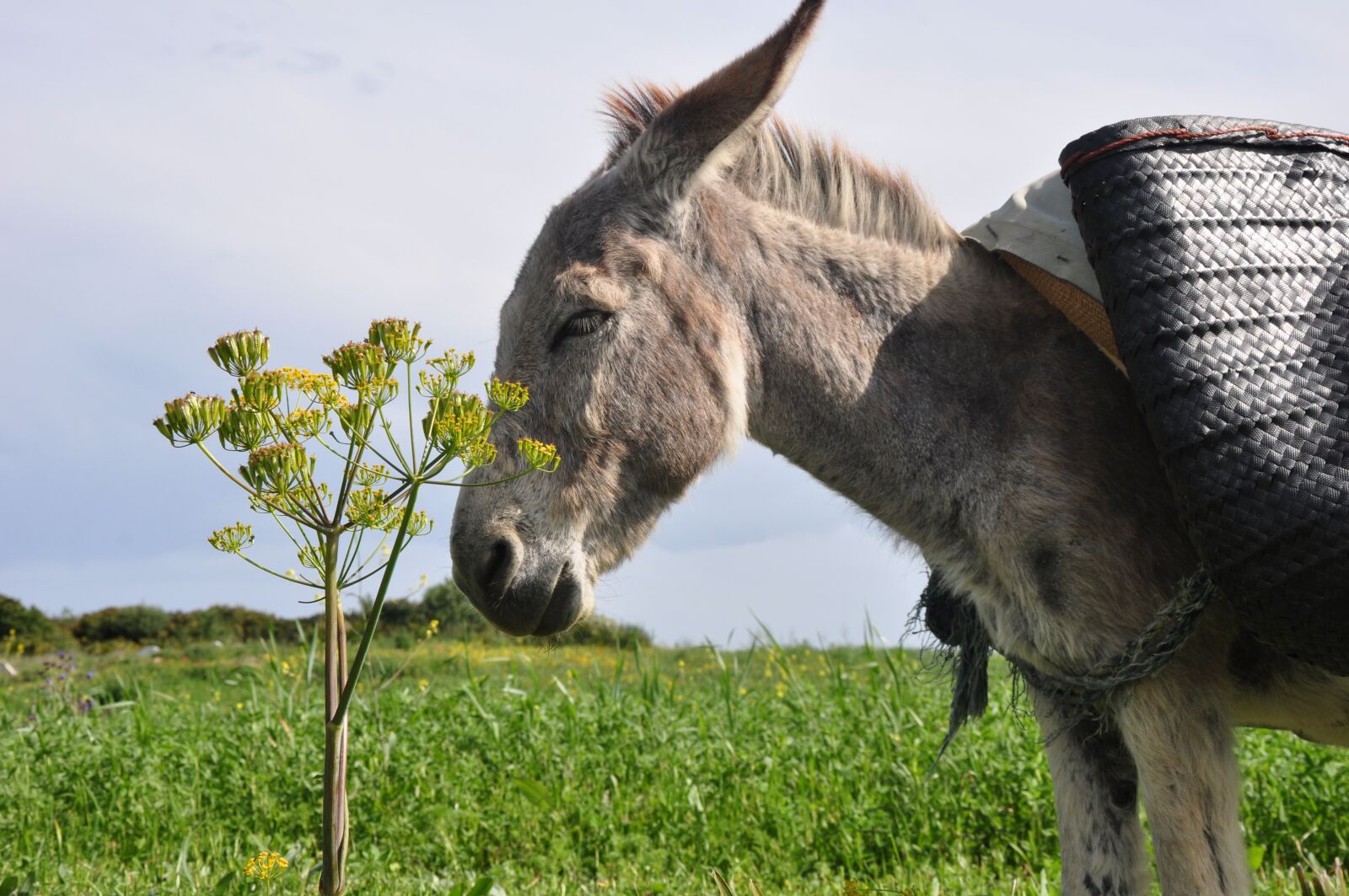 Nikon D90 sample photo. Donkey, nature, morocco photography