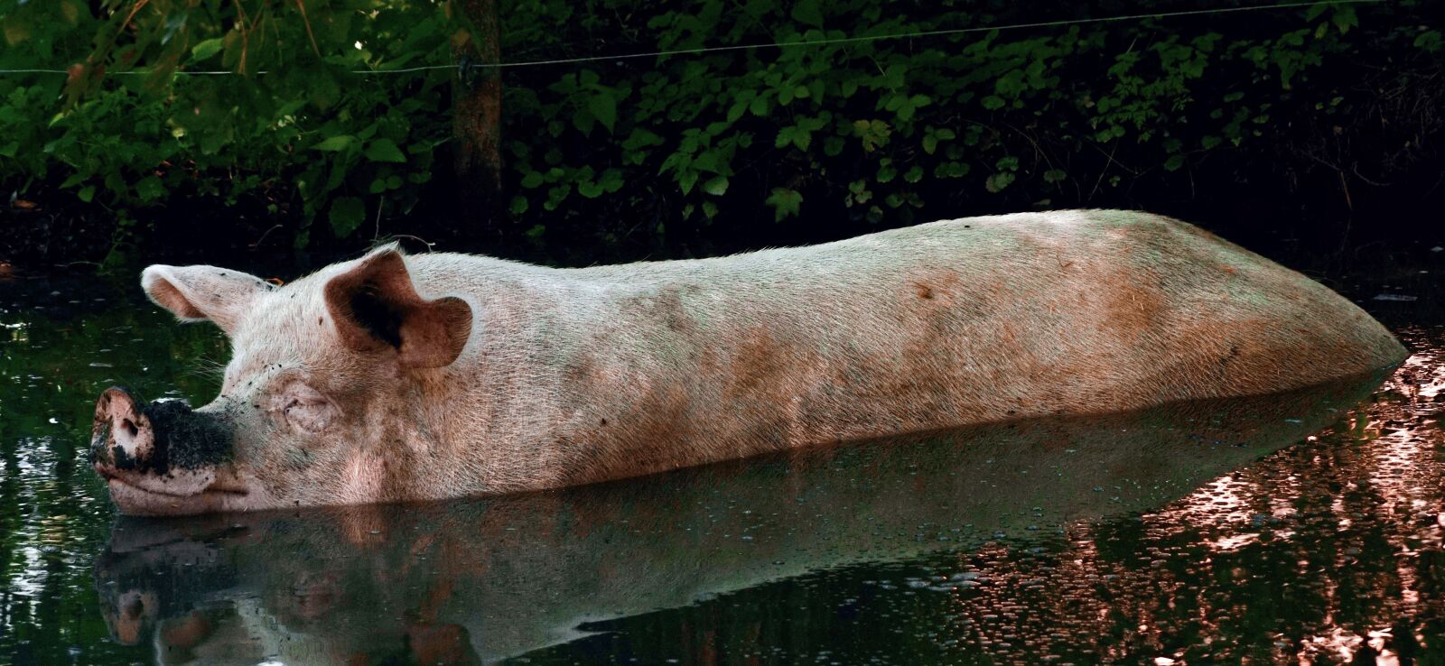 Sony DT 18-135mm F3.5-5.6 SAM sample photo. Pig, bad, swim photography