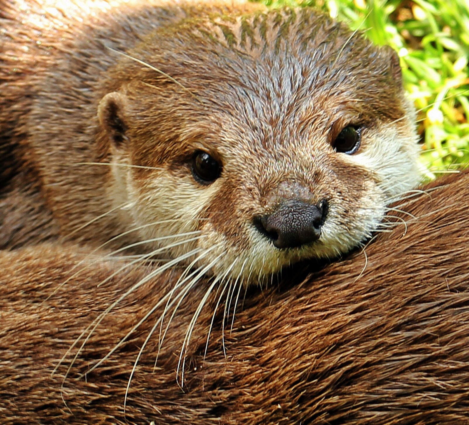 Canon EOS 550D (EOS Rebel T2i / EOS Kiss X4) sample photo. Otter, otter-baby, otter baby photography