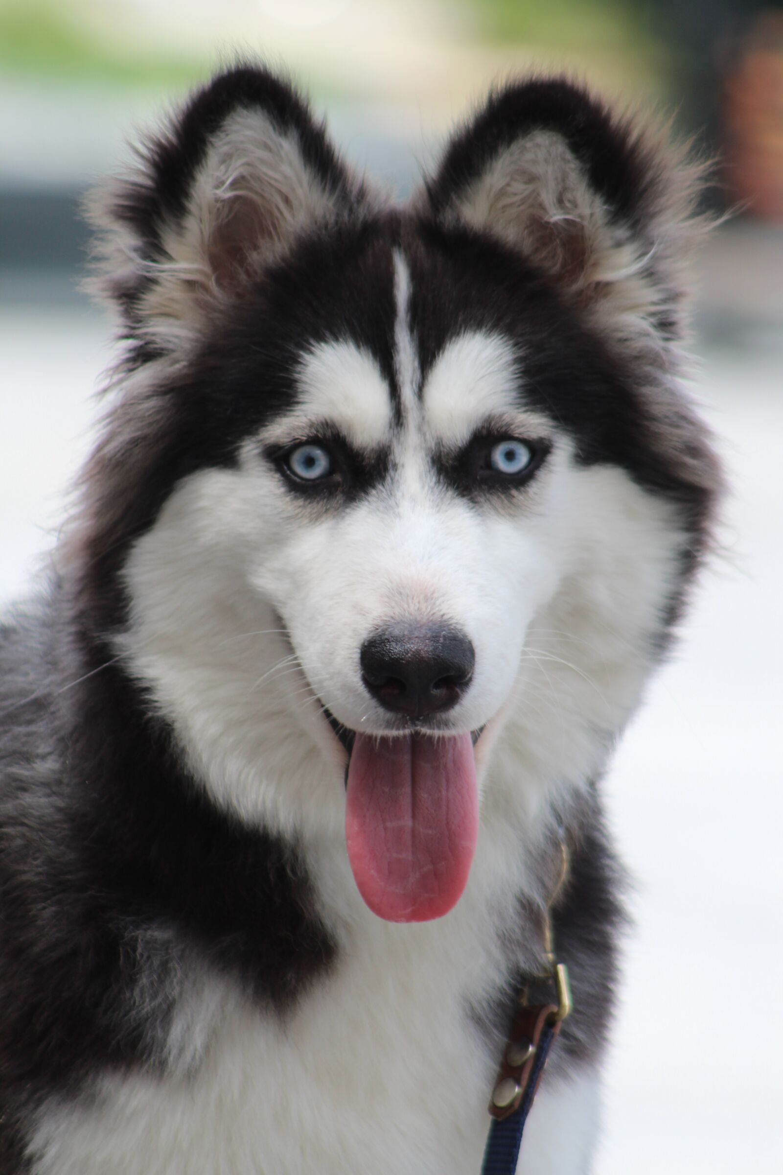Canon EF75-300mm f/4-5.6 sample photo. Beautiful eyes, siberian husky photography