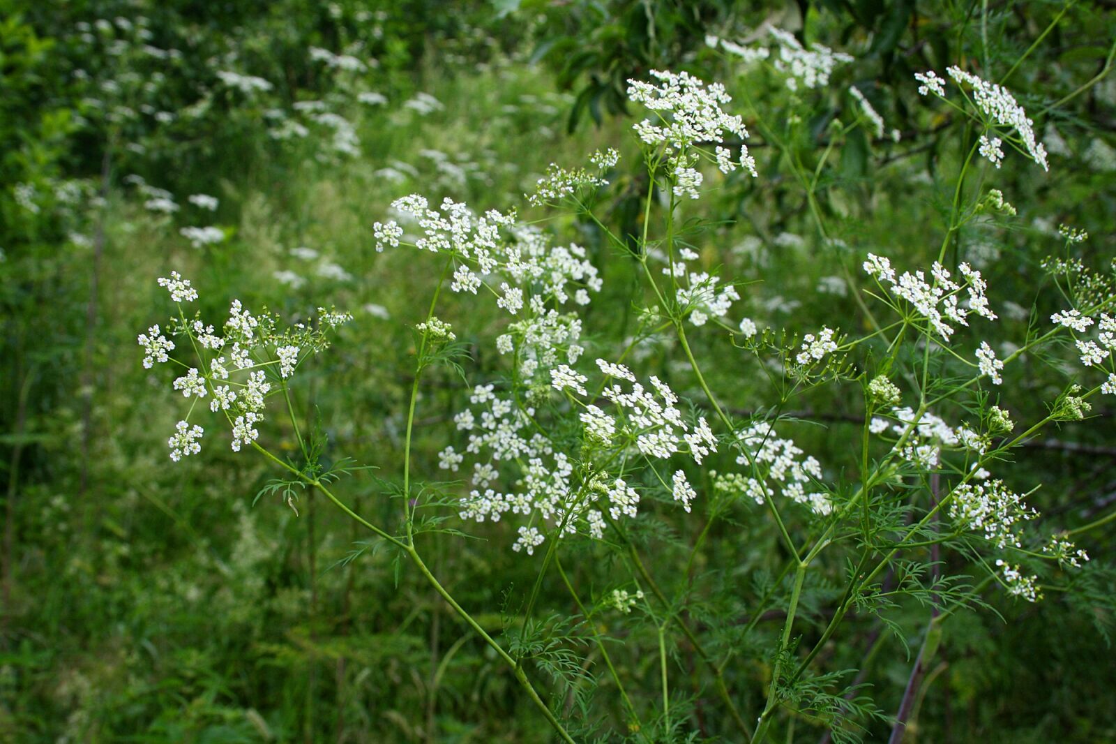 Canon EOS 1000D (EOS Digital Rebel XS / EOS Kiss F) sample photo. Field, russia, nature photography