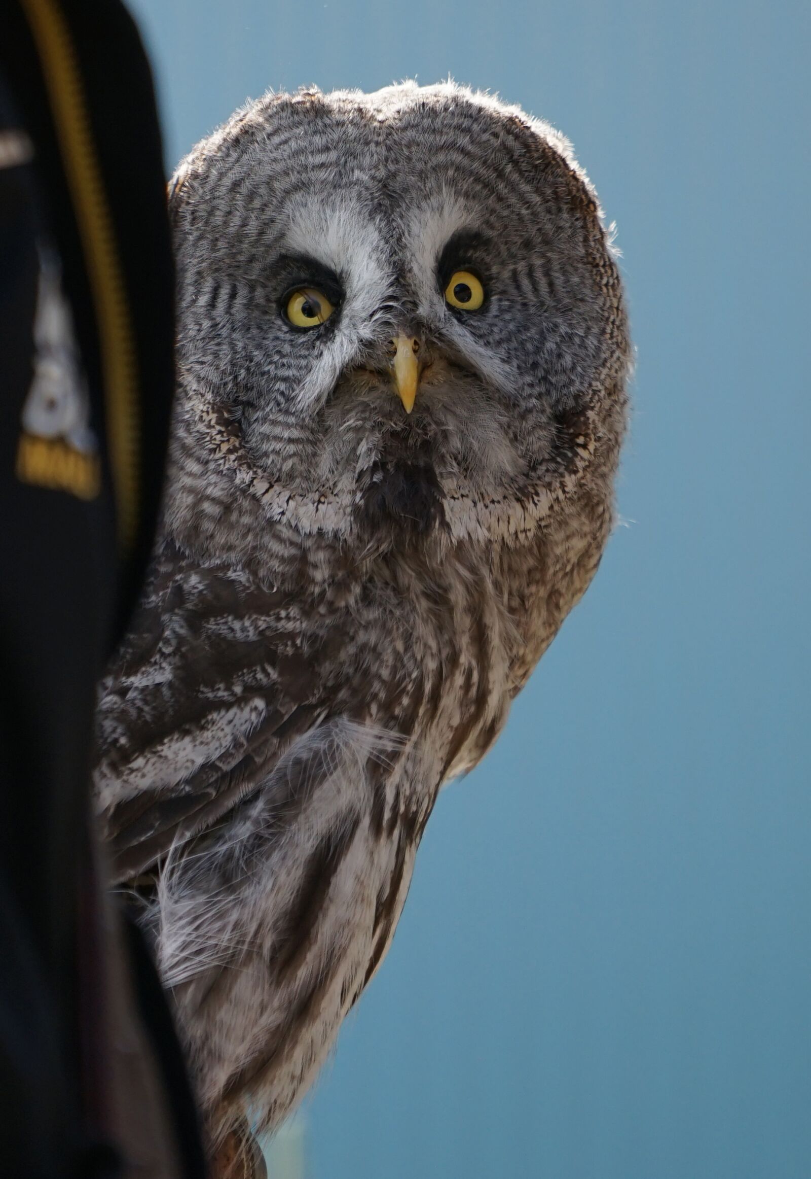 Sony a7 II + Sony FE 70-200mm F4 G OSS sample photo. Owl, bird of prey photography