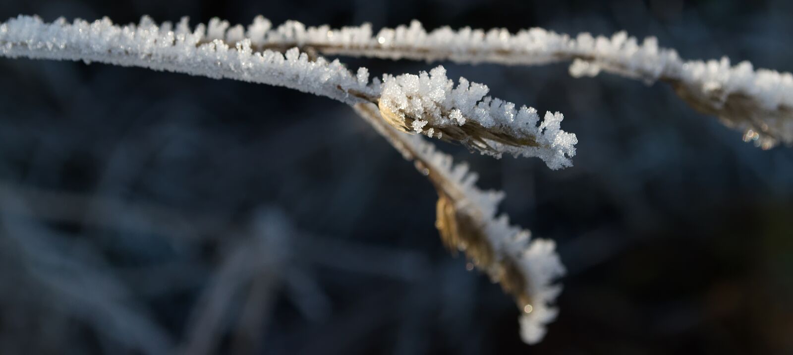 Nikon D5500 sample photo. Ice, winter, eiskristalle photography