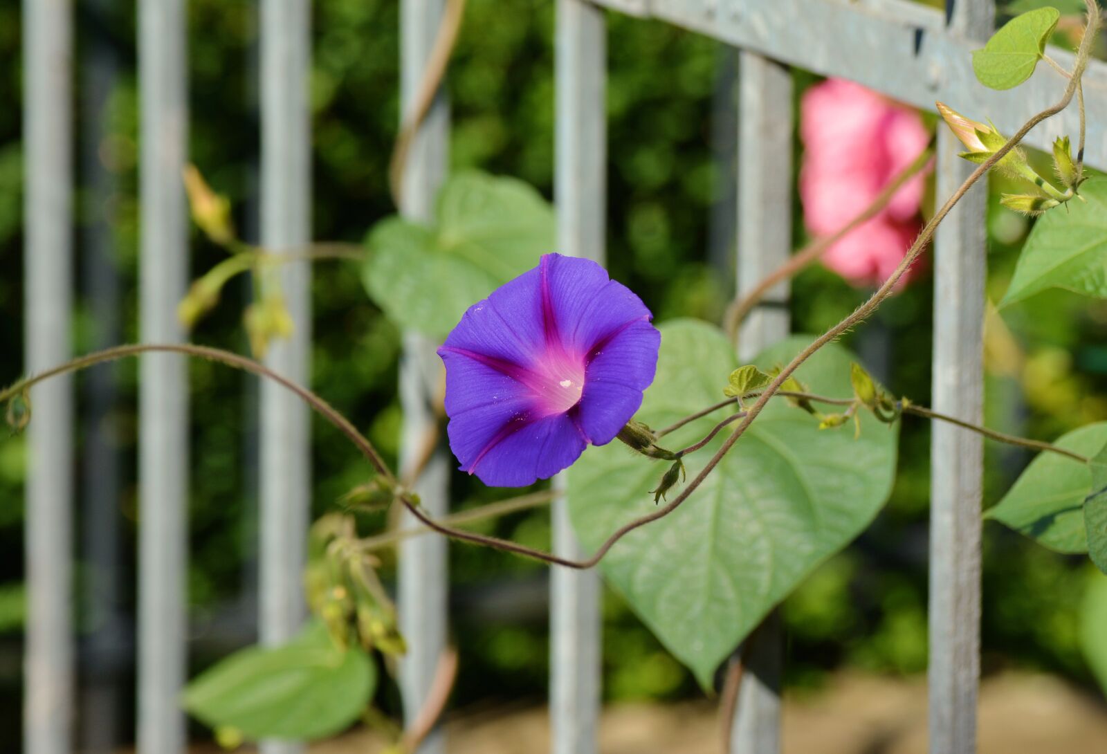 Nikon D5200 sample photo. Morning glory, climber plant photography