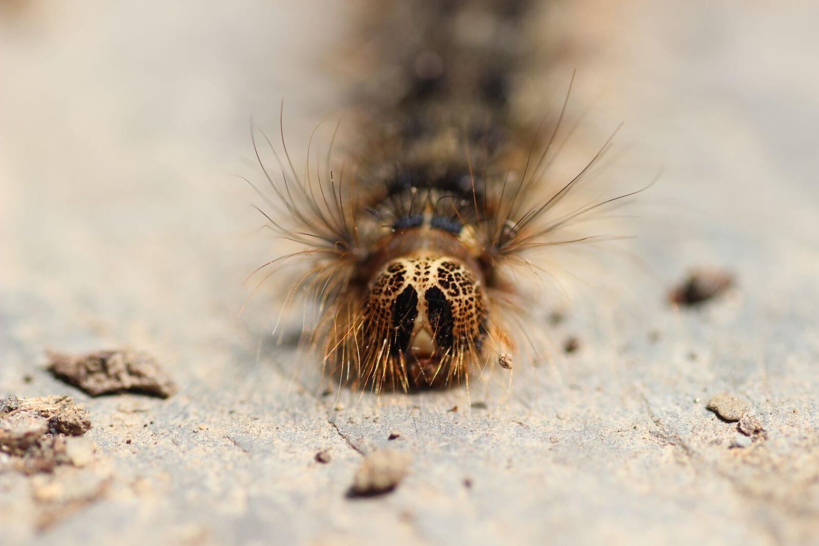 Canon EOS 600D (Rebel EOS T3i / EOS Kiss X5) sample photo. Gypsy moth caterpillar, gypsy photography