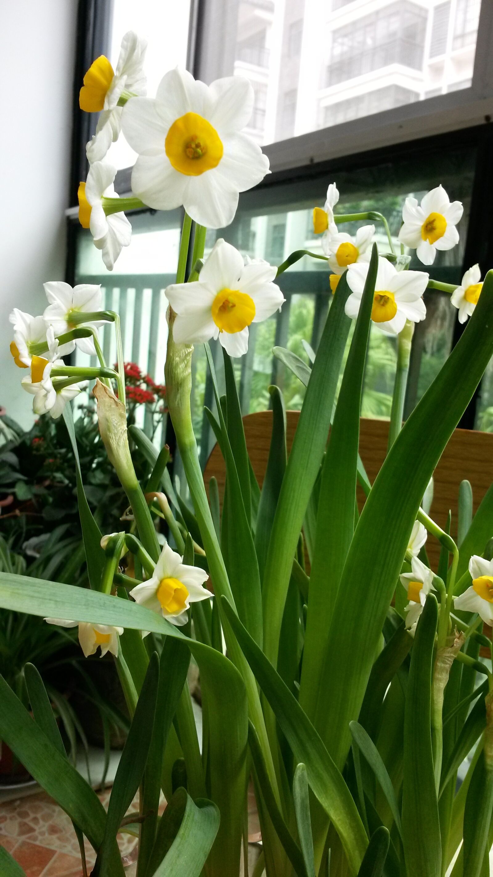 Samsung Galaxy Mega 6.3 sample photo. Narcissus, flower photography