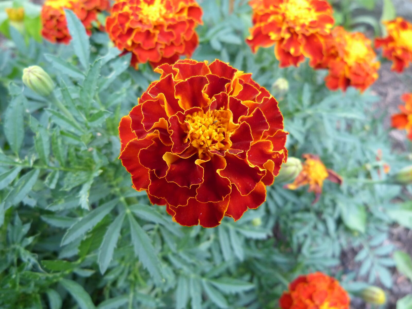 Panasonic Lumix DMC-FZ150 sample photo. Marigold, summer flower, orange photography