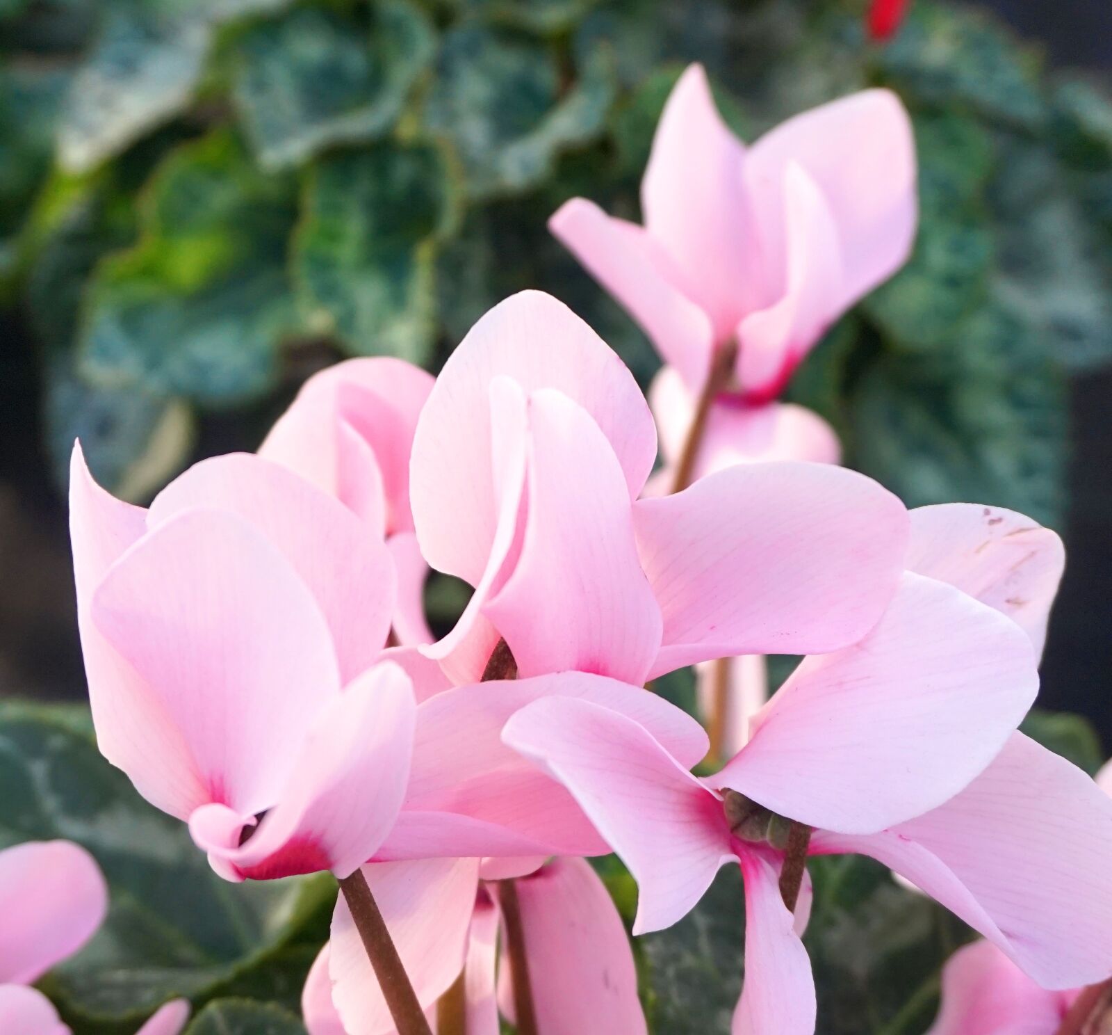 Sony Alpha a5000 (ILCE 5000) sample photo. Cyclamen, blossom, bloom photography