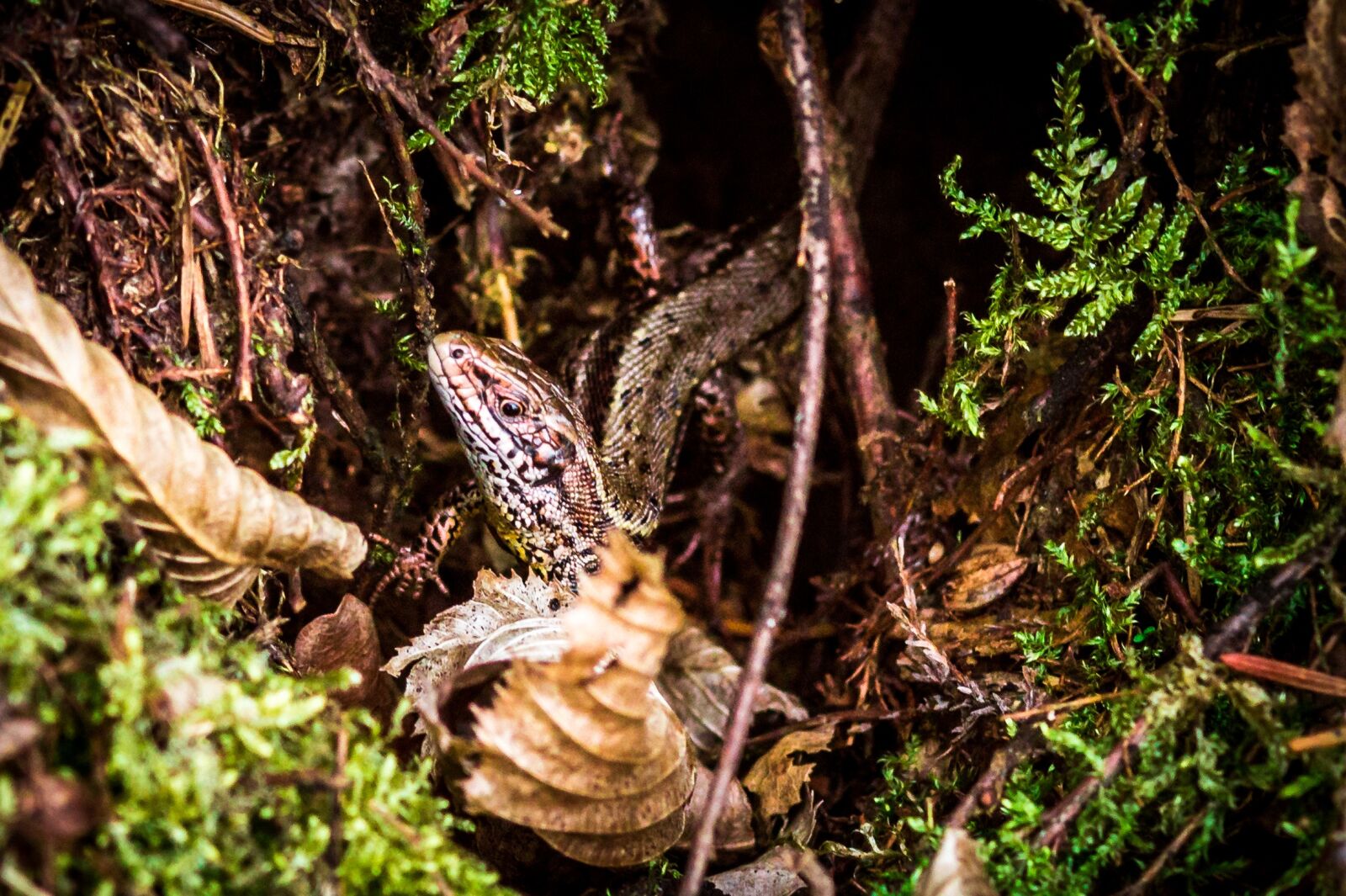 Sony SLT-A58 sample photo. Nature, wood, moss photography