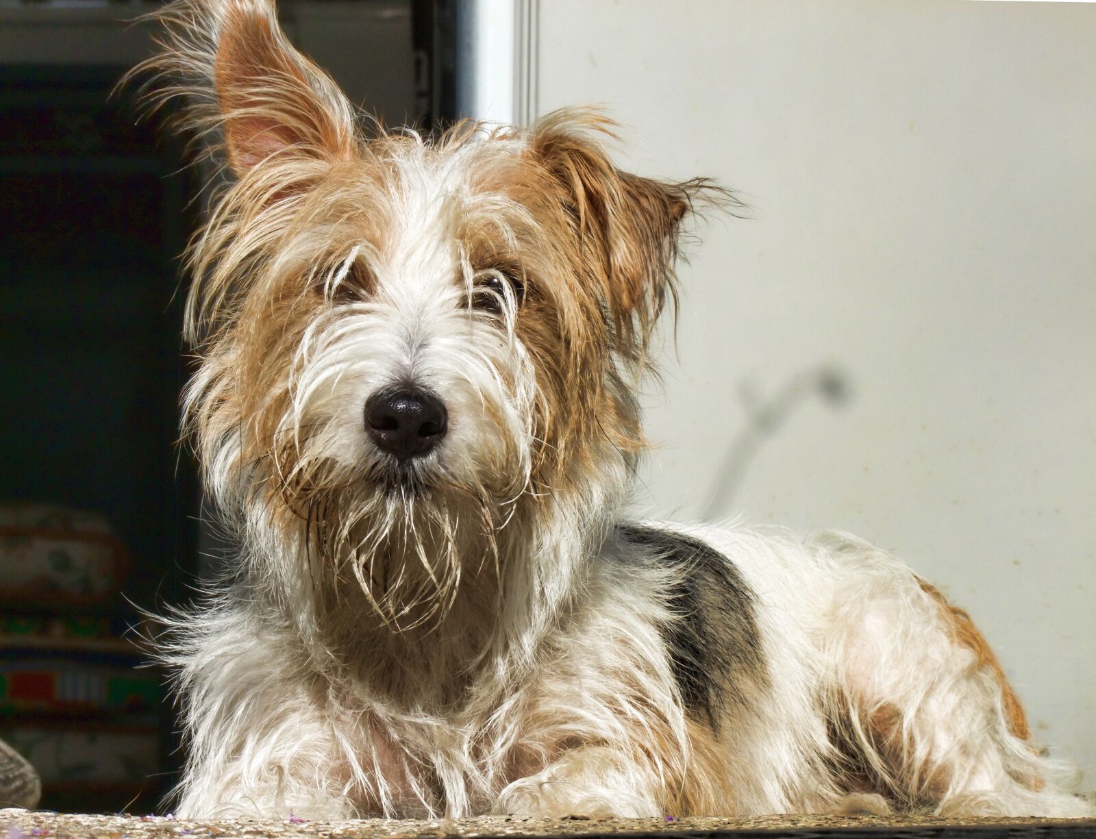 FujiFilm FinePix S200EXR (FinePix S205EXR) sample photo. Westie, terrier, dog photography