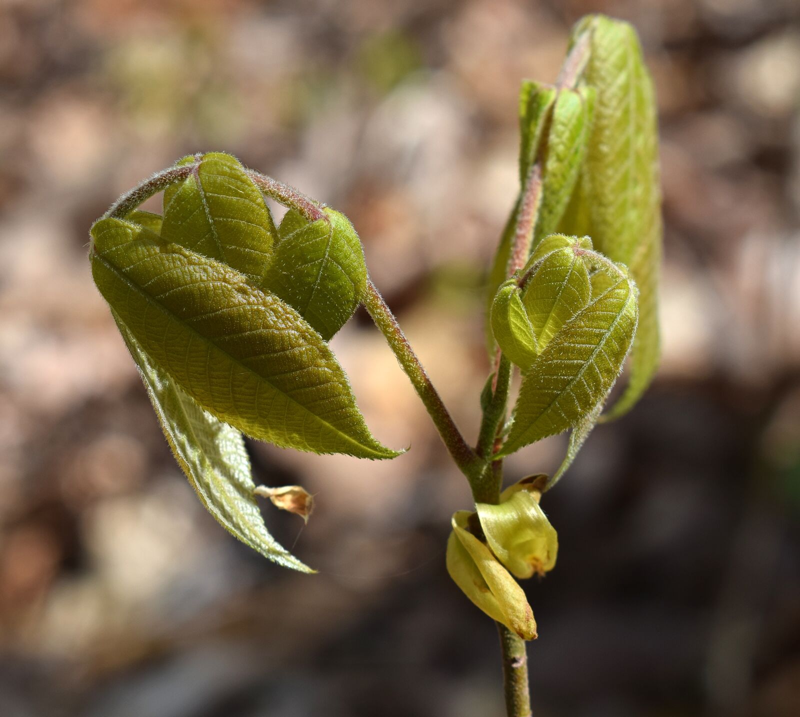 Nikon D3300 sample photo. Sumac, tree, new leaves photography