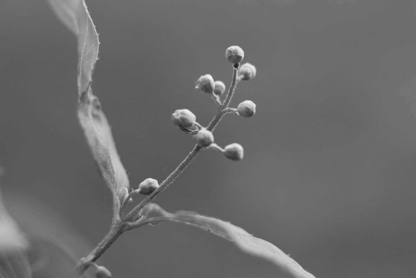 Canon EOS 700D (EOS Rebel T5i / EOS Kiss X7i) sample photo. Dogwood, garden, bush photography