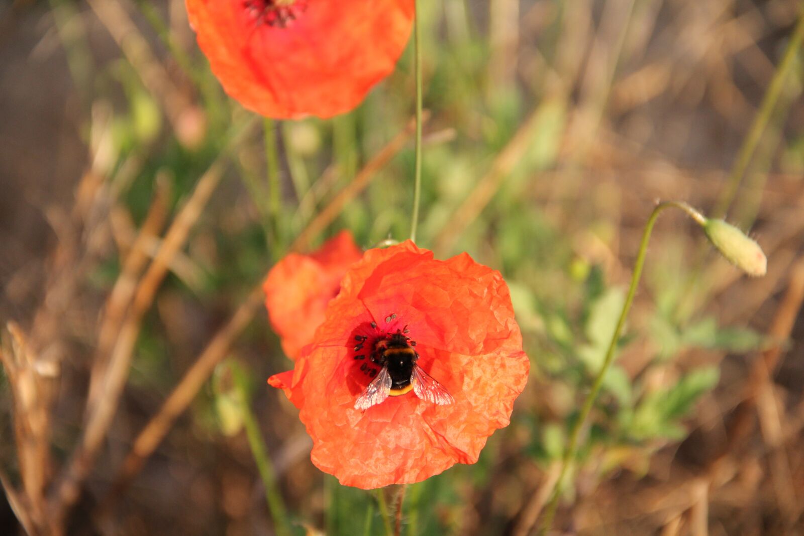 Canon EOS 550D (EOS Rebel T2i / EOS Kiss X4) sample photo. Poppy, blossom, bloom photography