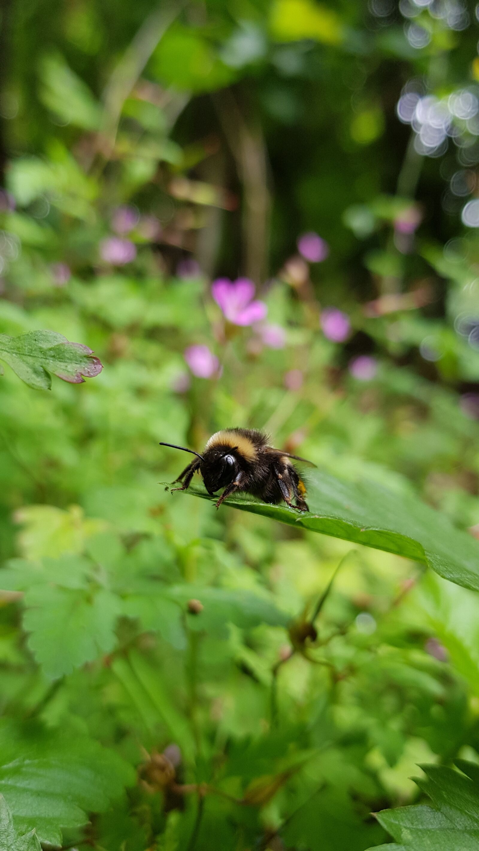 Samsung Galaxy S8+ sample photo. Bee, flowers, nature photography
