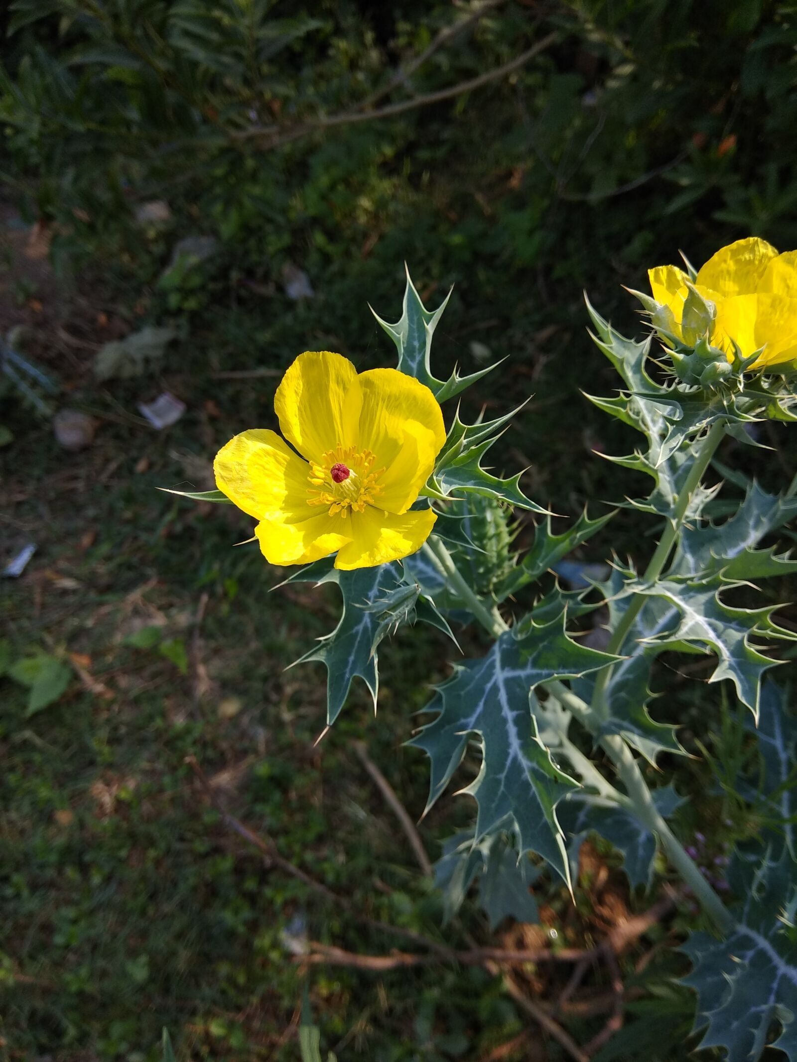 Xiaomi Redmi Note 4 sample photo. Flora, nature, flower photography