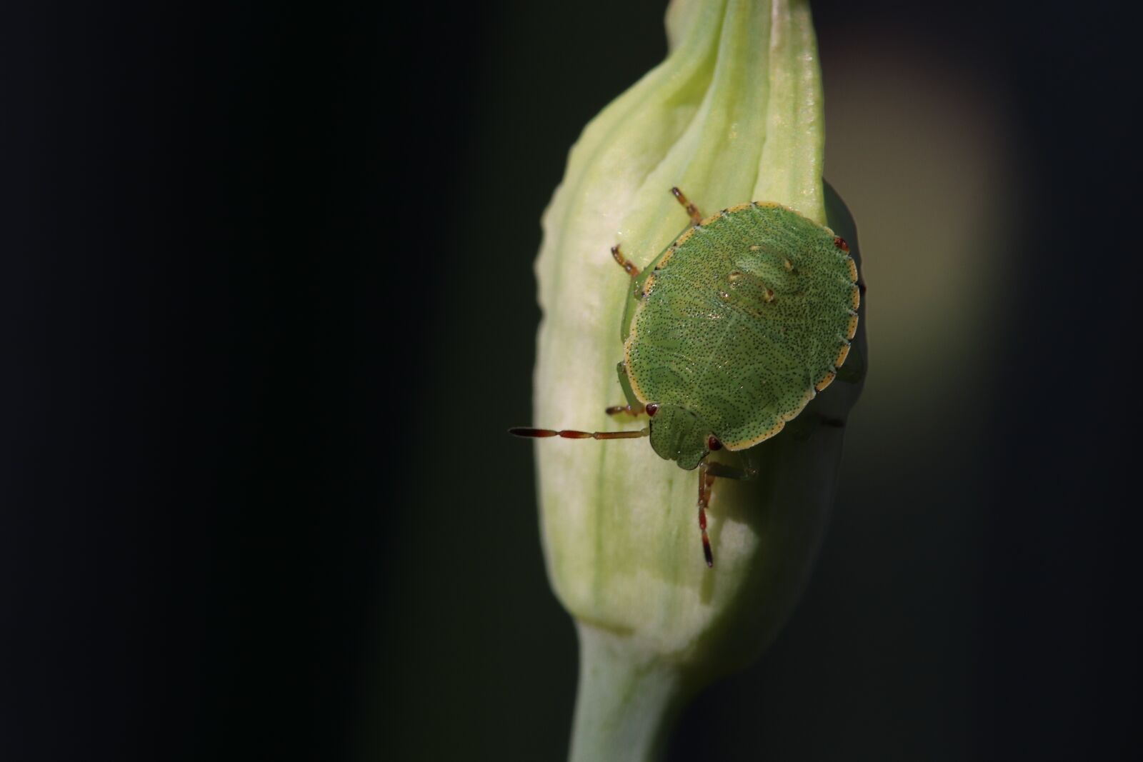 Canon EOS 800D (EOS Rebel T7i / EOS Kiss X9i) sample photo. Gr ne, stink bug photography