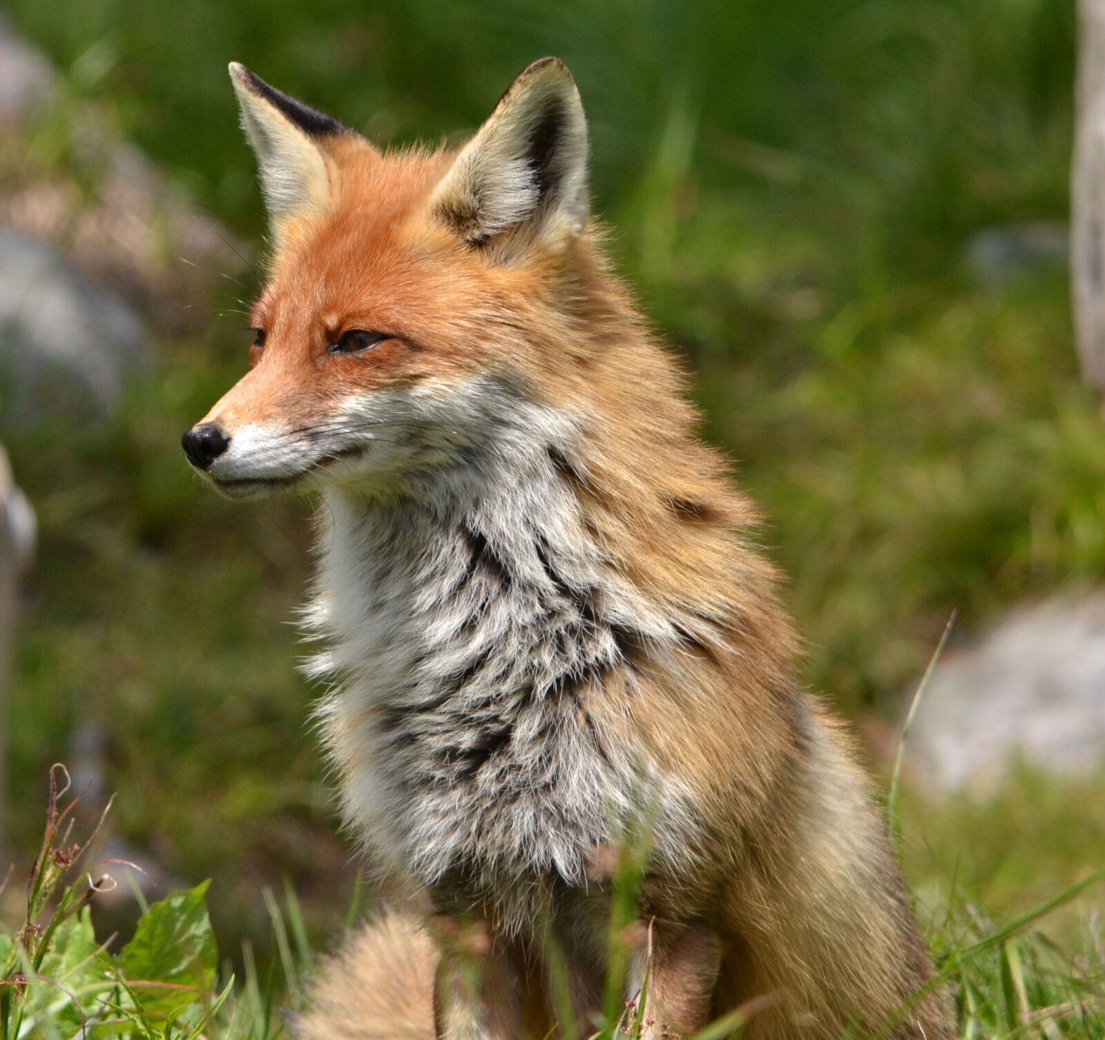 Nikon D3100 sample photo. Fox, animal, nature photography