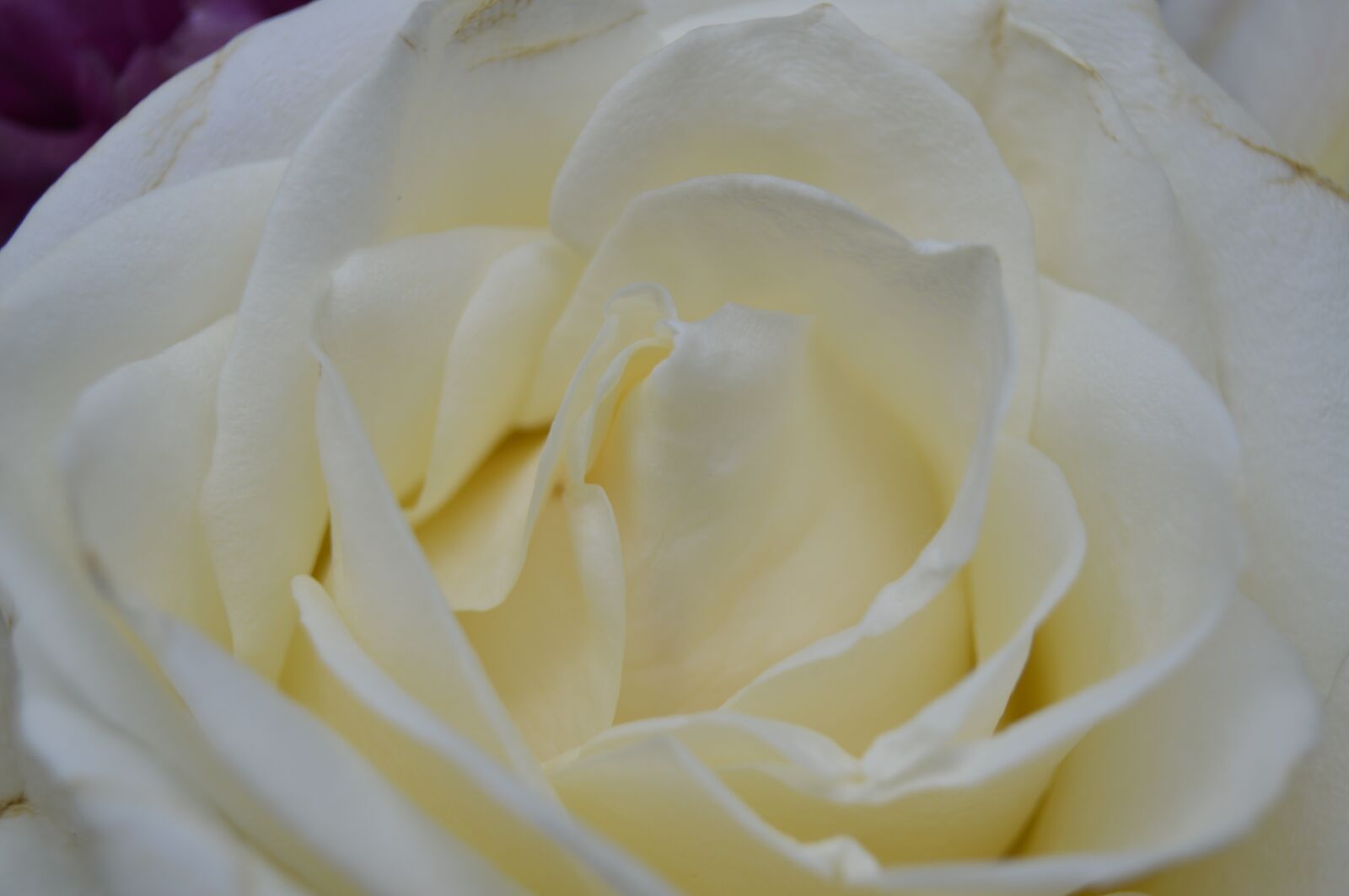 Nikon D3200 sample photo. Rose, white, bloom photography