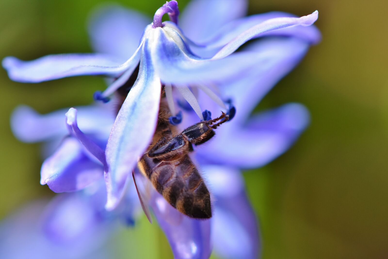 Nikon D7200 sample photo. Bee, honey bee, blossom photography