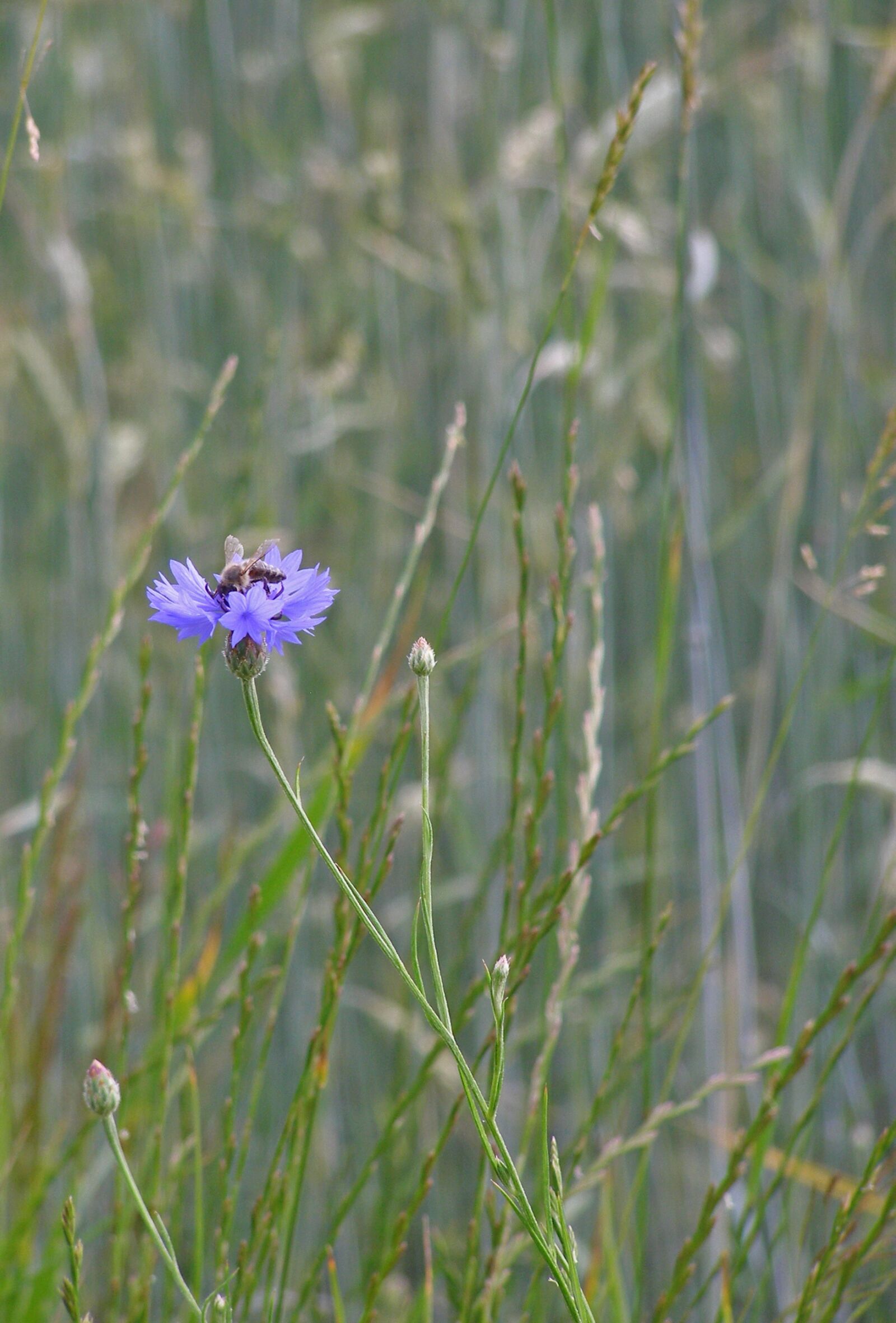Olympus SP500UZ sample photo. Cornflower, flower, blue photography