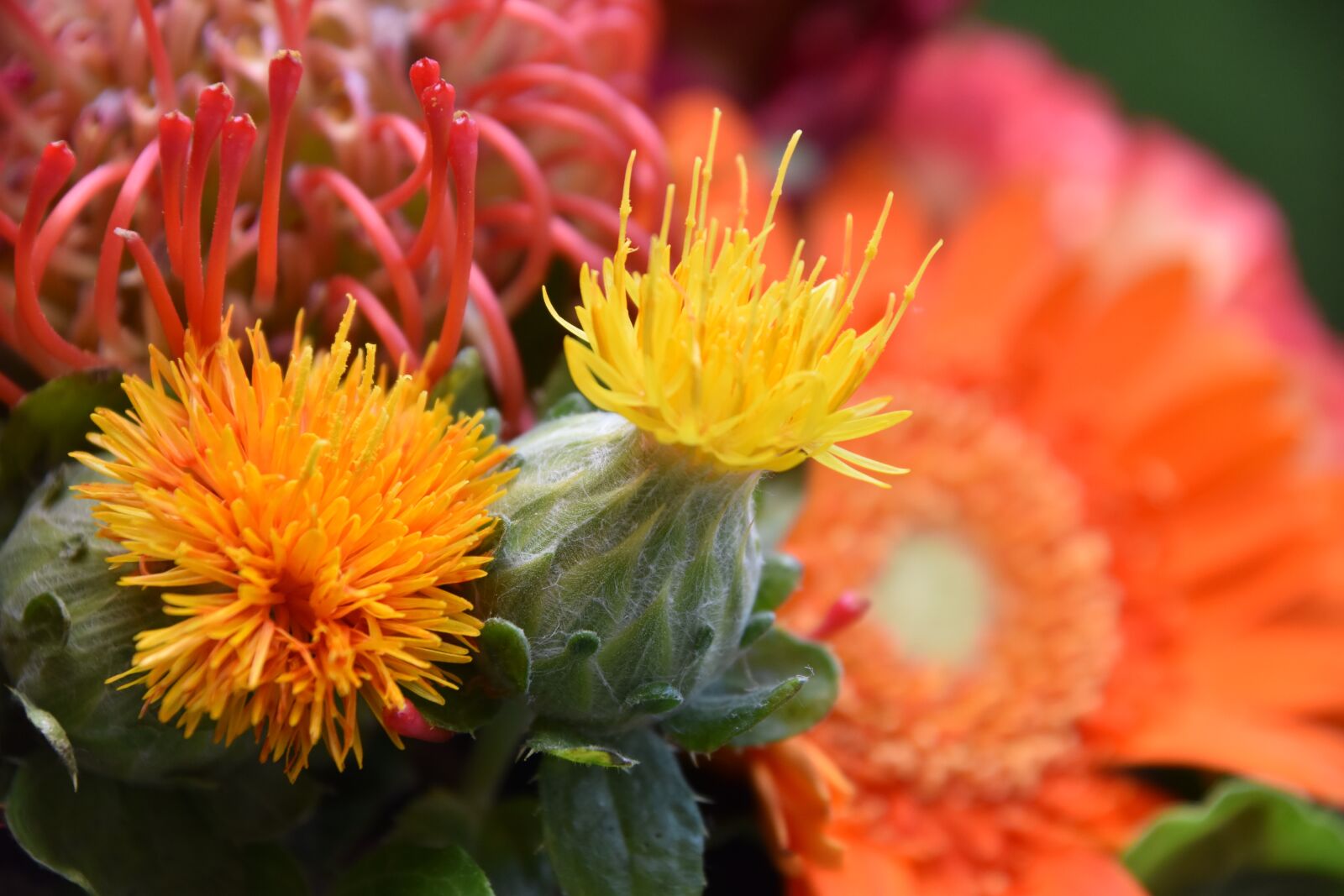 Nikon D5600 sample photo. Flowers, orange, nature photography
