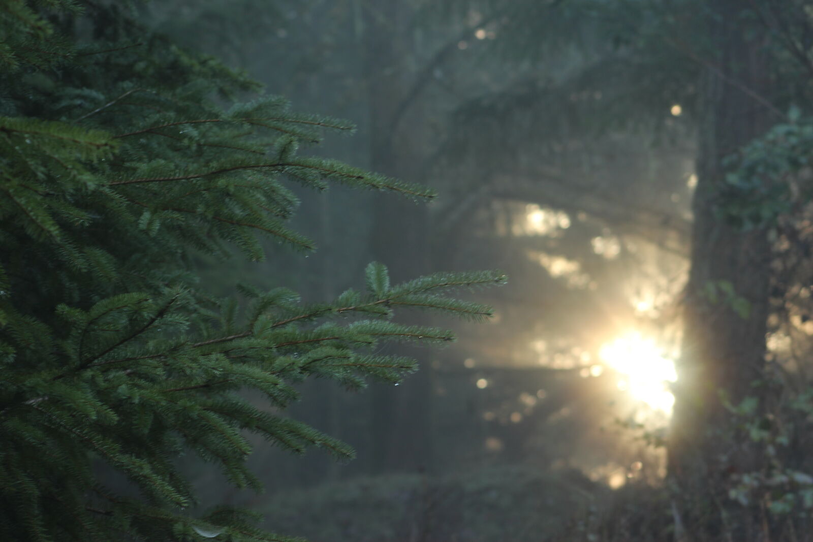 Canon EF 75-300mm f/4-5.6 sample photo. Pine, trees photography